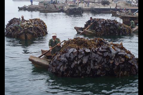 Seaweed harvest in China